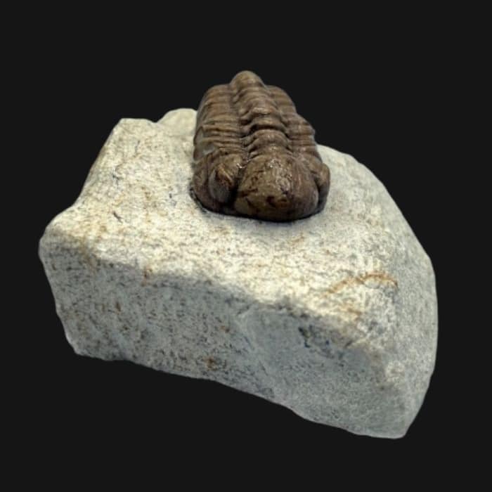 Shark Teeth Fossils RAReEarth LLC